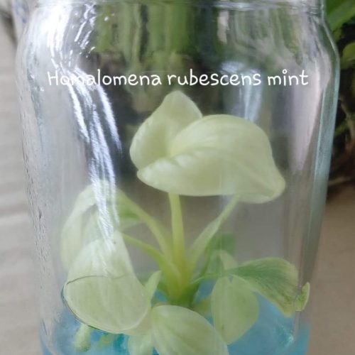 Homalomena Rubescens Mint