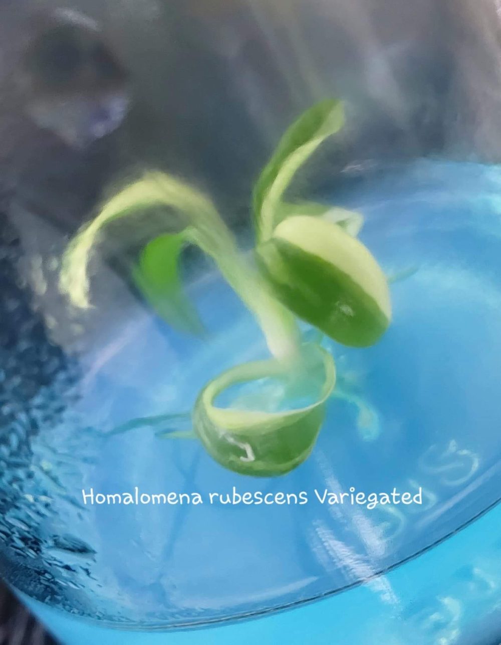 Homalomena Rubescens Variegated Tissue Culture