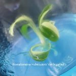 Homalomena Rubescens Variegated Tissue Culture