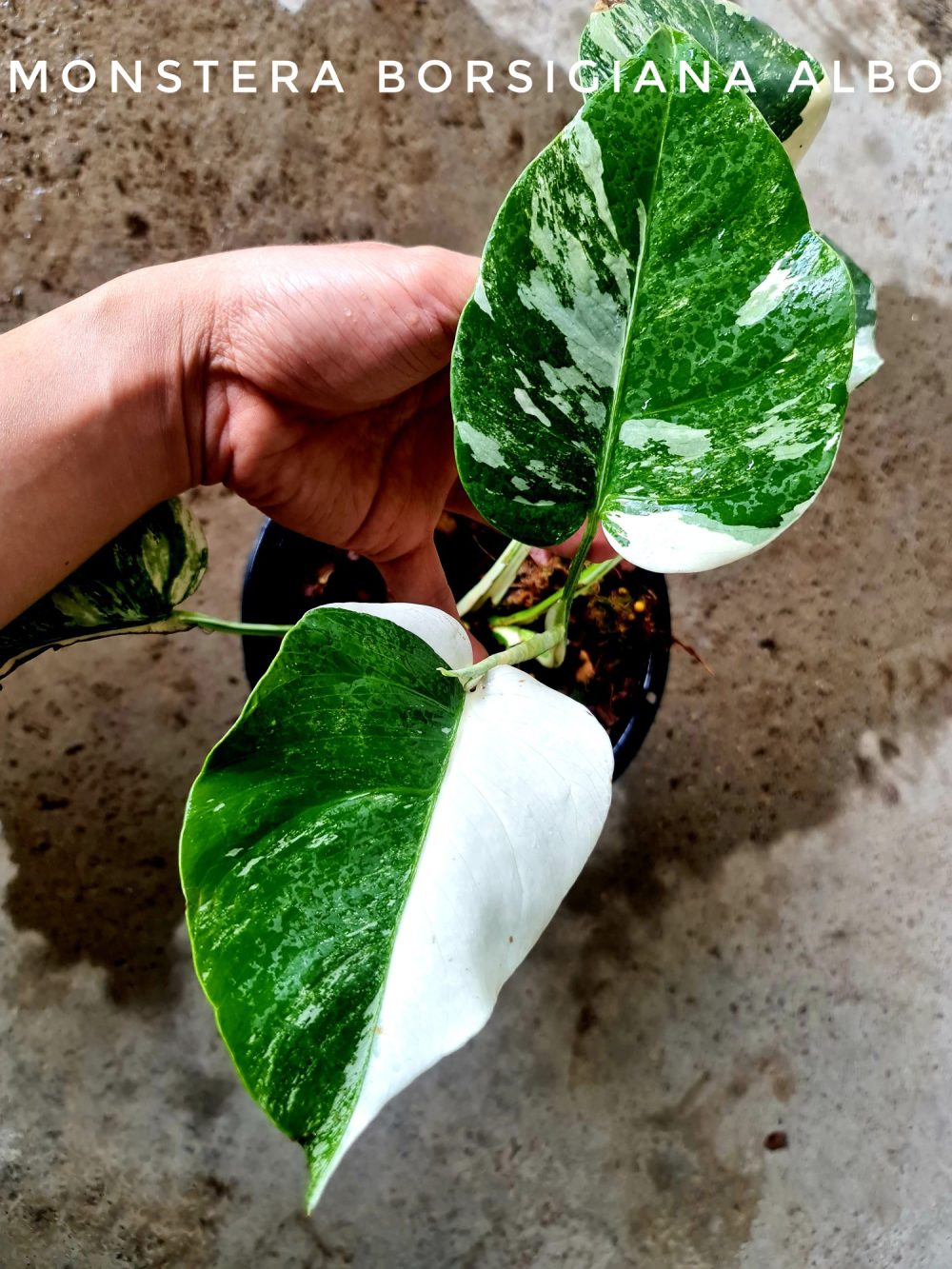 Monstera albo