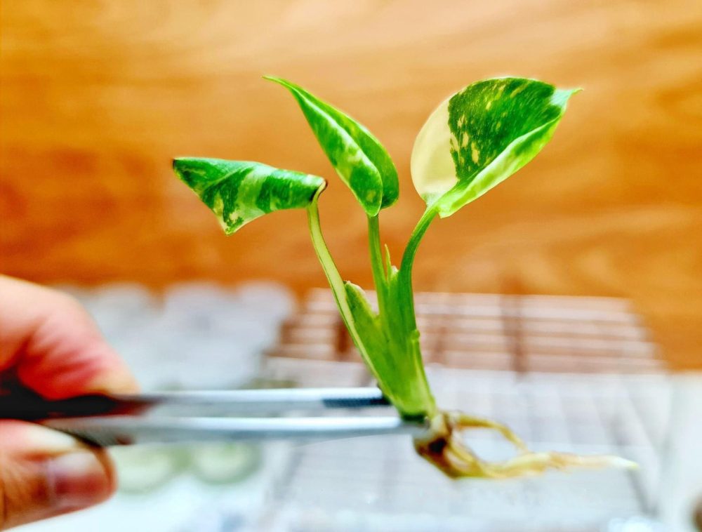 Monstera Borsigiana Variegated Albo Tissue Culture