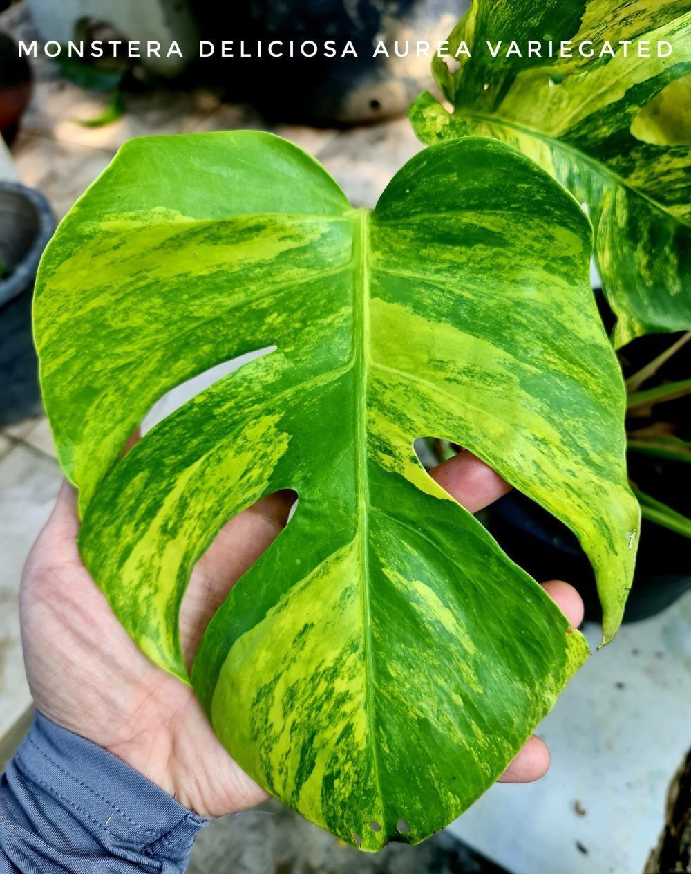 Monstera Deliciosa Aurea Variegated