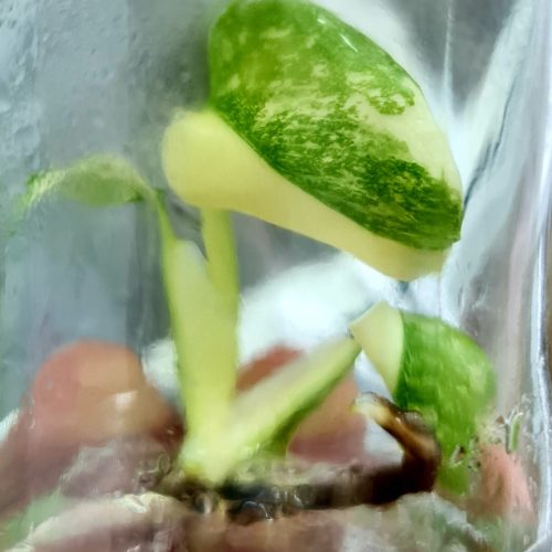 Monstera Thai Constellation Variegated