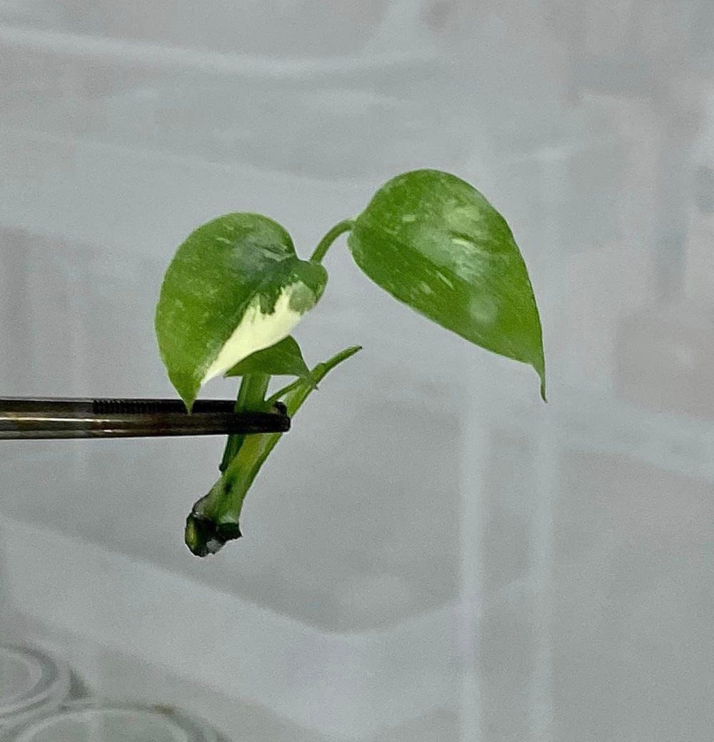 Monstera Borsigiana Variegated Albo Tissue Culture