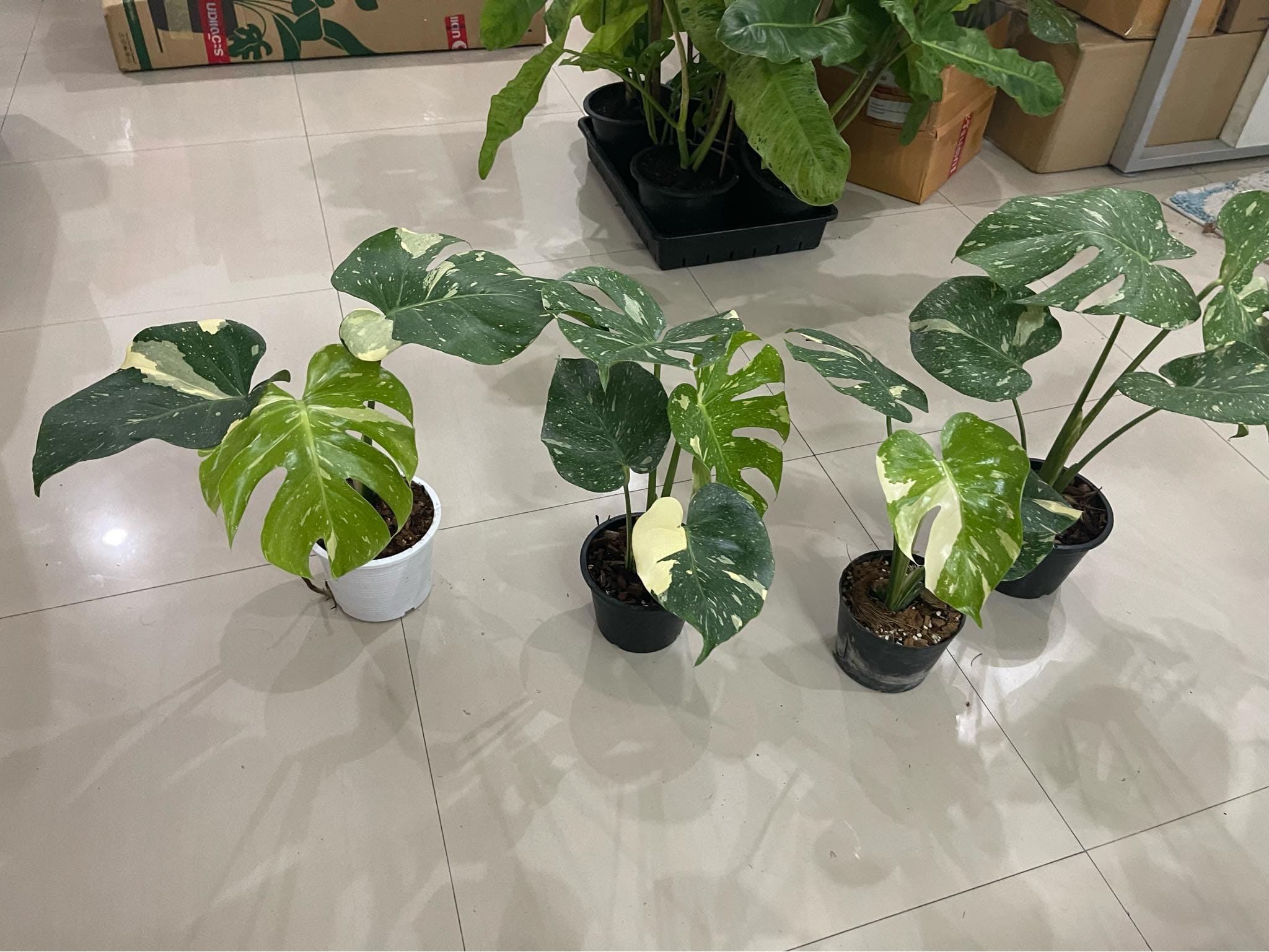 4 Monstera 'Thai Constellation'  Rare Tropical Plants For Sale