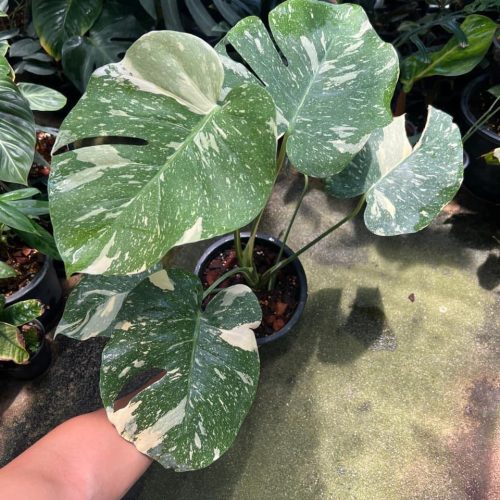 Monstera Thai Constellation