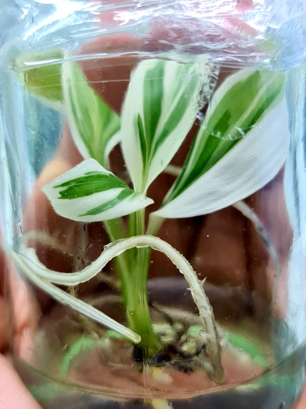 Musa Florida Tissue Culture