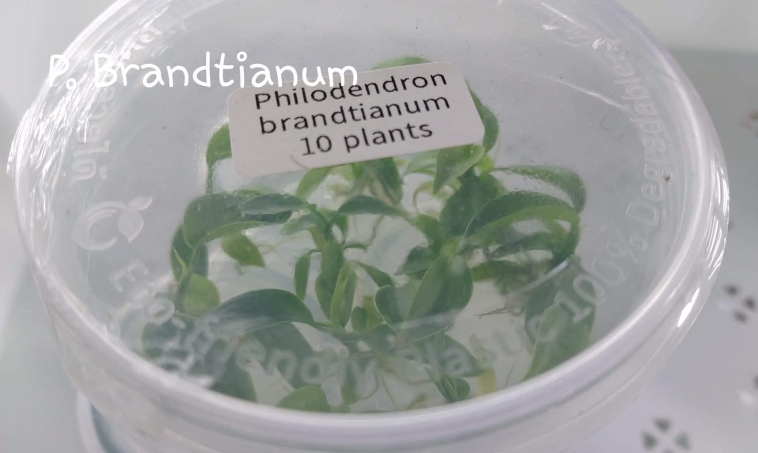 Bulk Tissue Culture Philodendron Brandtianum 10 Plants Greenboog