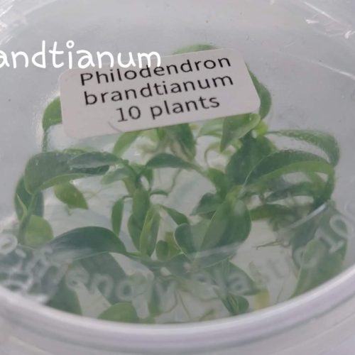 Philodendron Brandtianum Tissue Culture