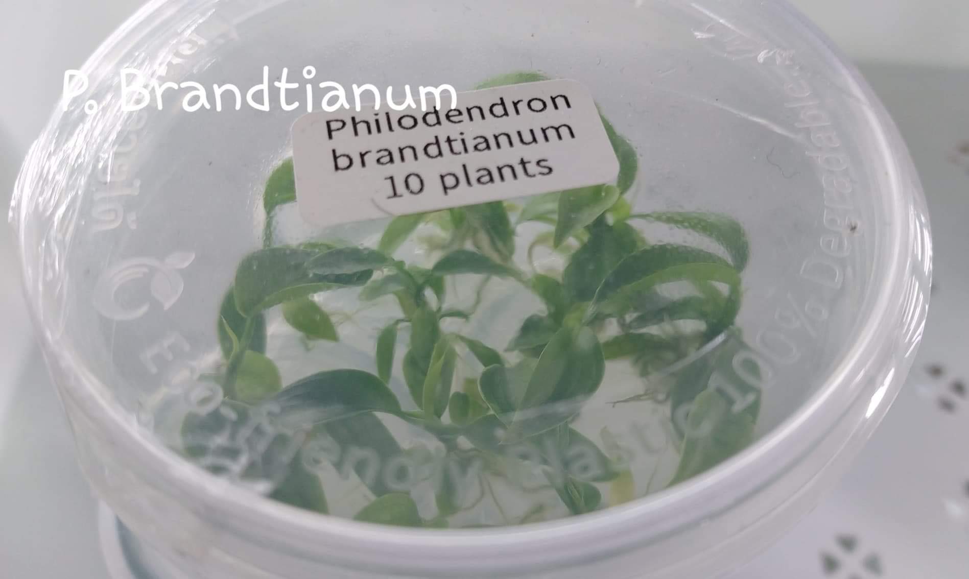 Philodendron Brandtianum Tissue Culture