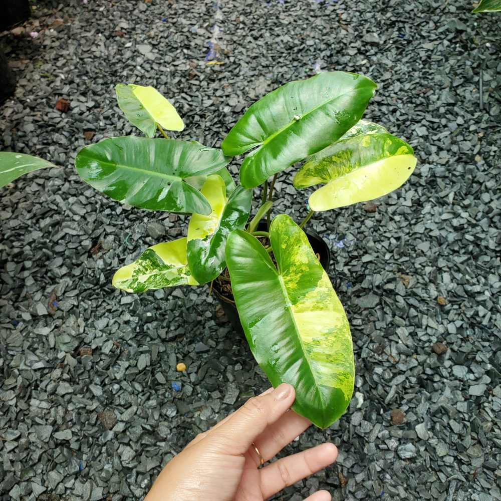 Philodendron Burle Marx variegated