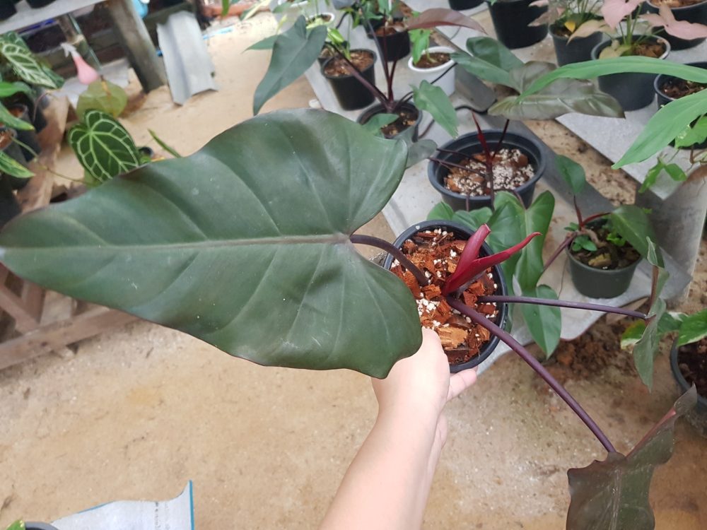 Philodendron Dark lord