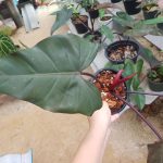 Philodendron Dark lord