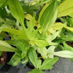 Philodendron Florida Ghost