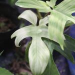 Philodendron Florida Ghost mint