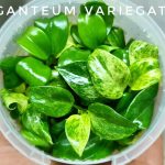 Philodendron Giganteum variegated Tissue Culture