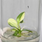 Philodendron Gloriosum Variegated