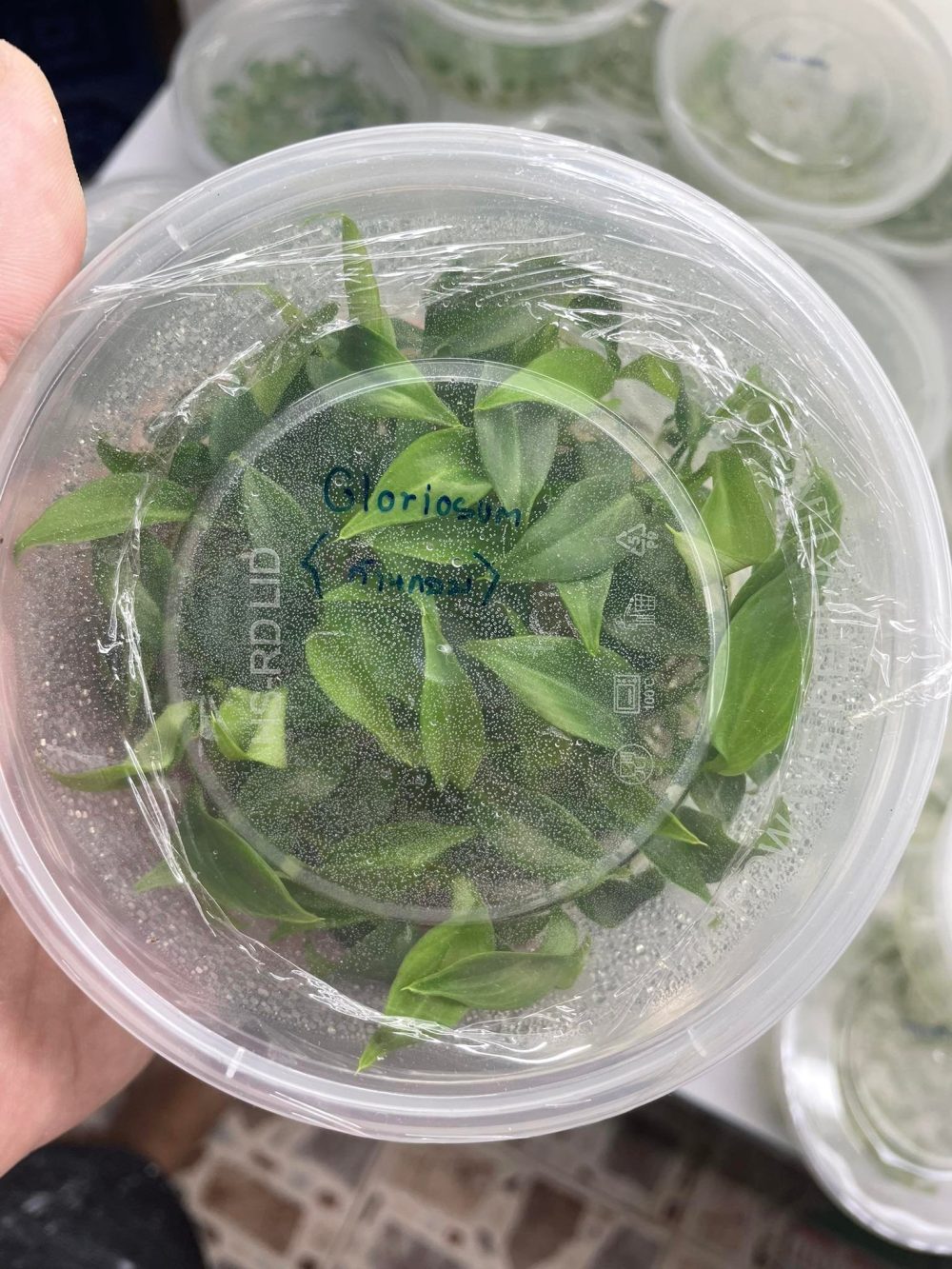 Philodendron Gloriosum Tissue Culture