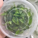 Philodendron Gloriosum Tissue Culture