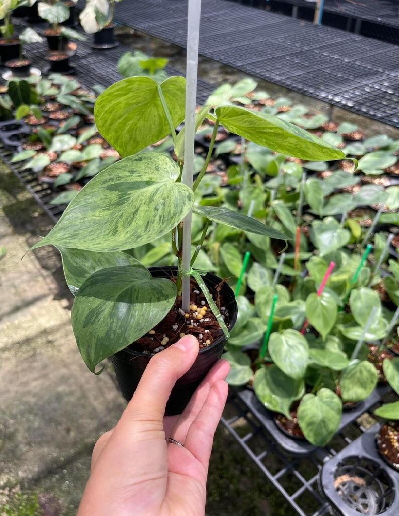 Philodendron hederaceum variegated