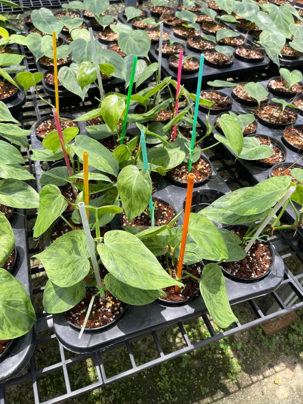 Philodendron Hederaceum variegated