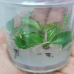 Philodendron Joepii Tissue Culture