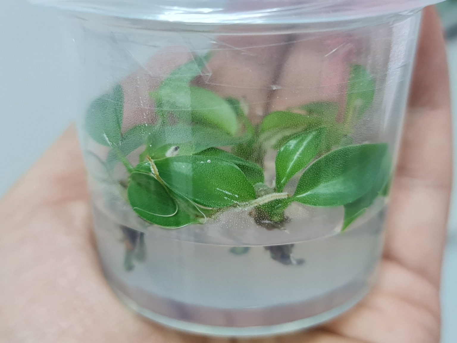 Bulk Tissue Culture Philodendron Joepii 10 Plants Greenboog