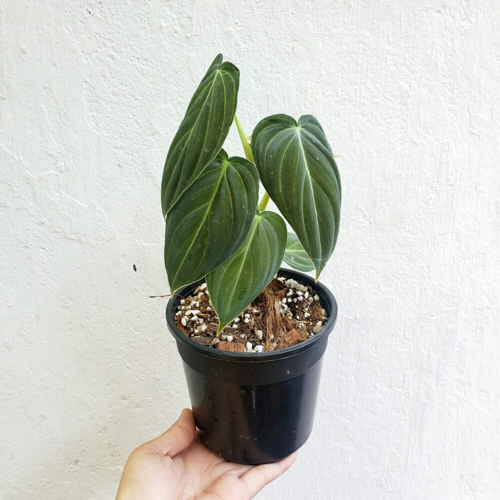 Philodendron Melanochrysum