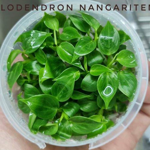 Philodendron Nangaritense Tissue Culture