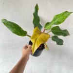 Philodendron Orange Marble