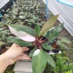 Philodendron Pink princesss