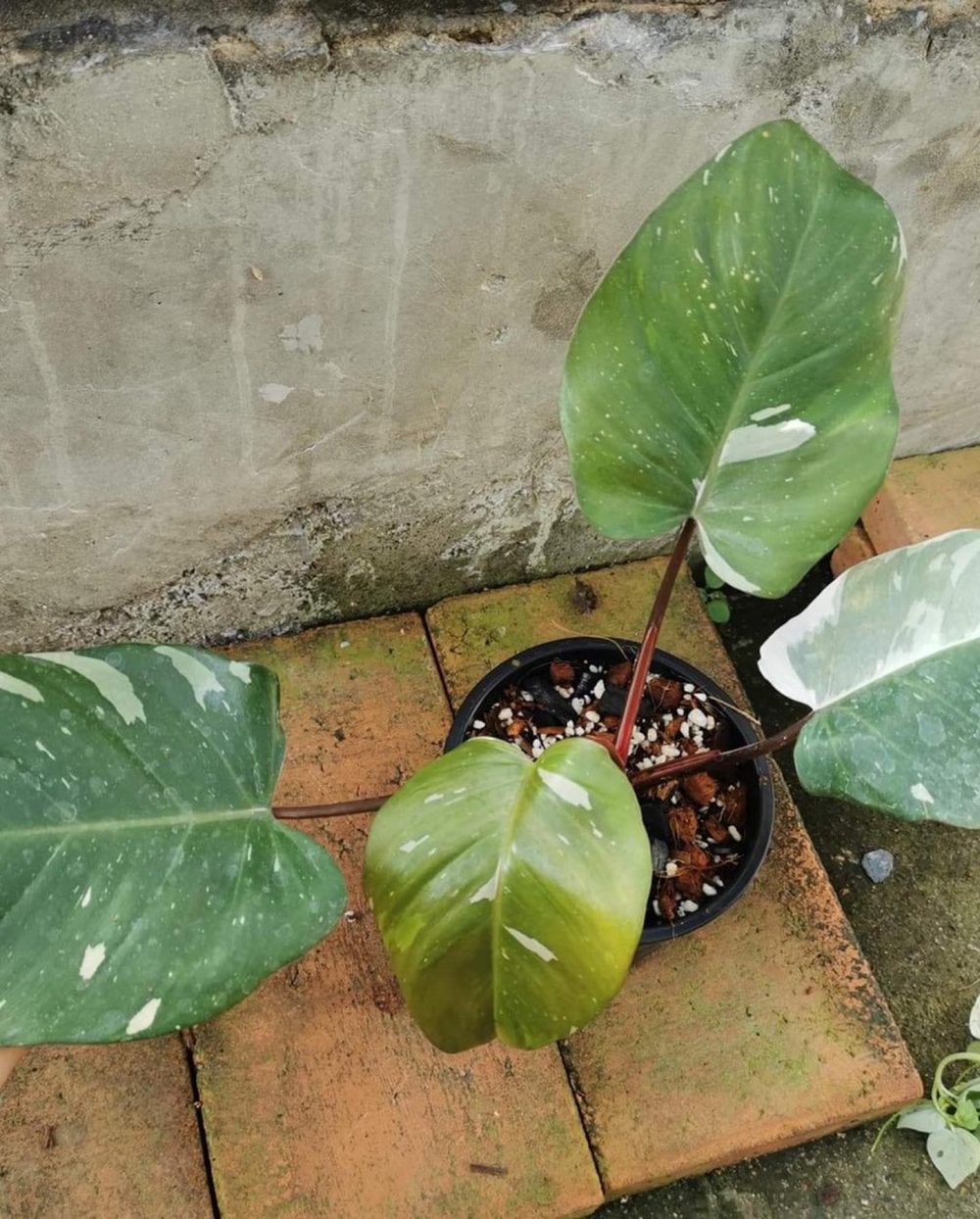 Philodendron Red Anderson