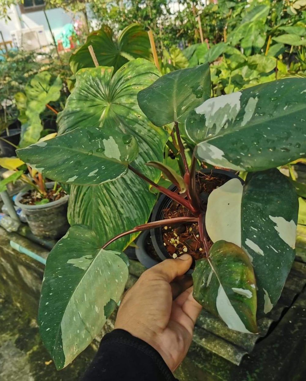 Philodendron Red Anderson Variegated