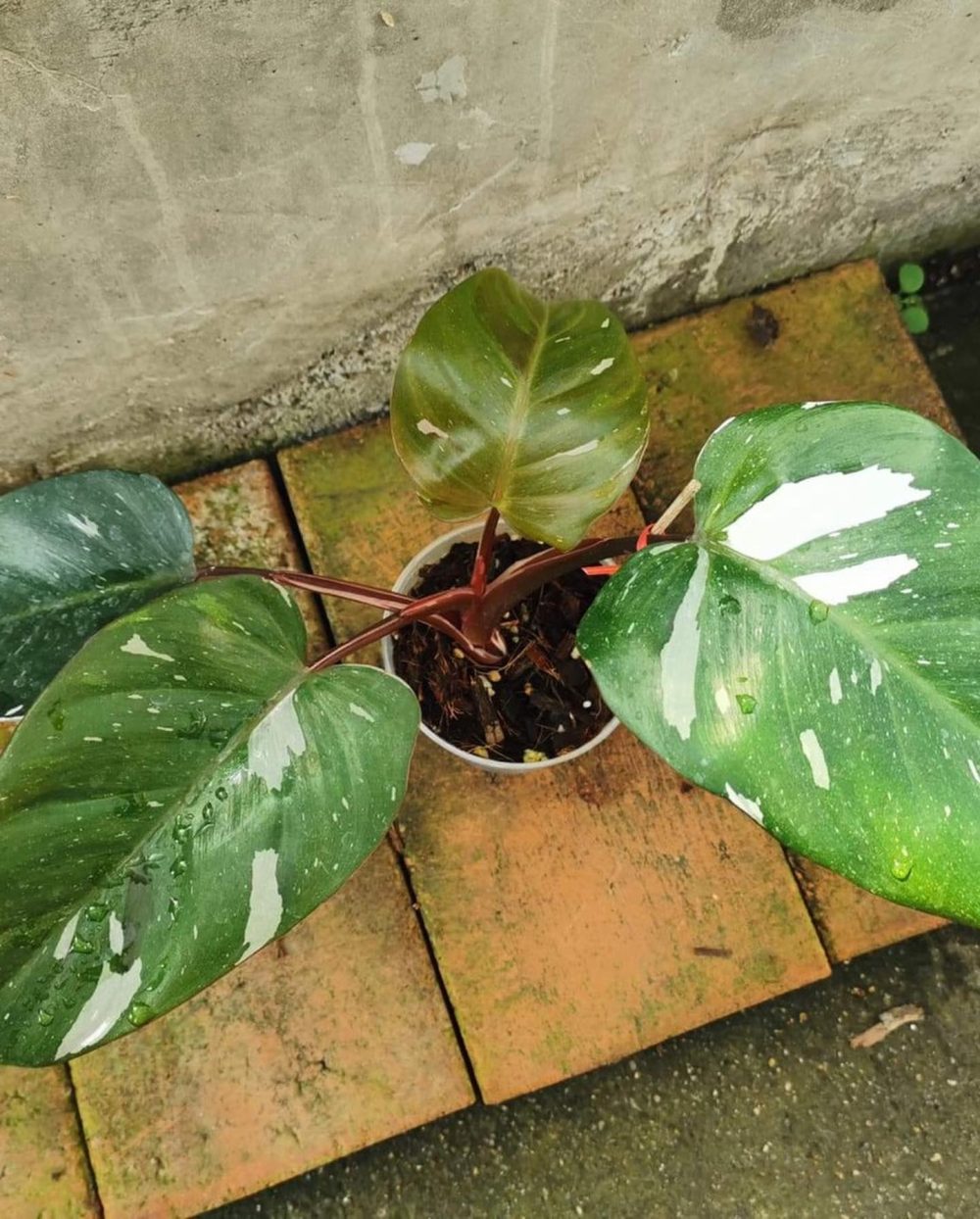 Philodendron Red Anderson