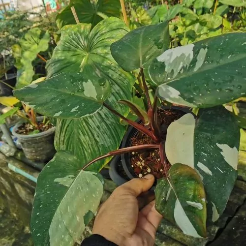 Philodendron Red Anderson