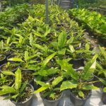 Philodendron Ring of Fire Variegated