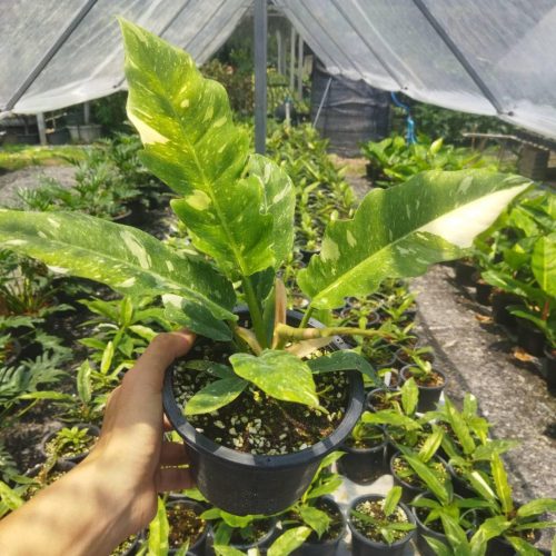 Philodendron Ring of Fire Variegated