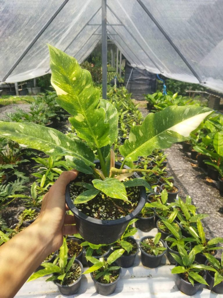 Philodendron Ring of Fire Variegated