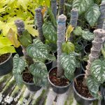 Philodendron brandtianum wild form