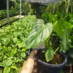 Philodendron mamei