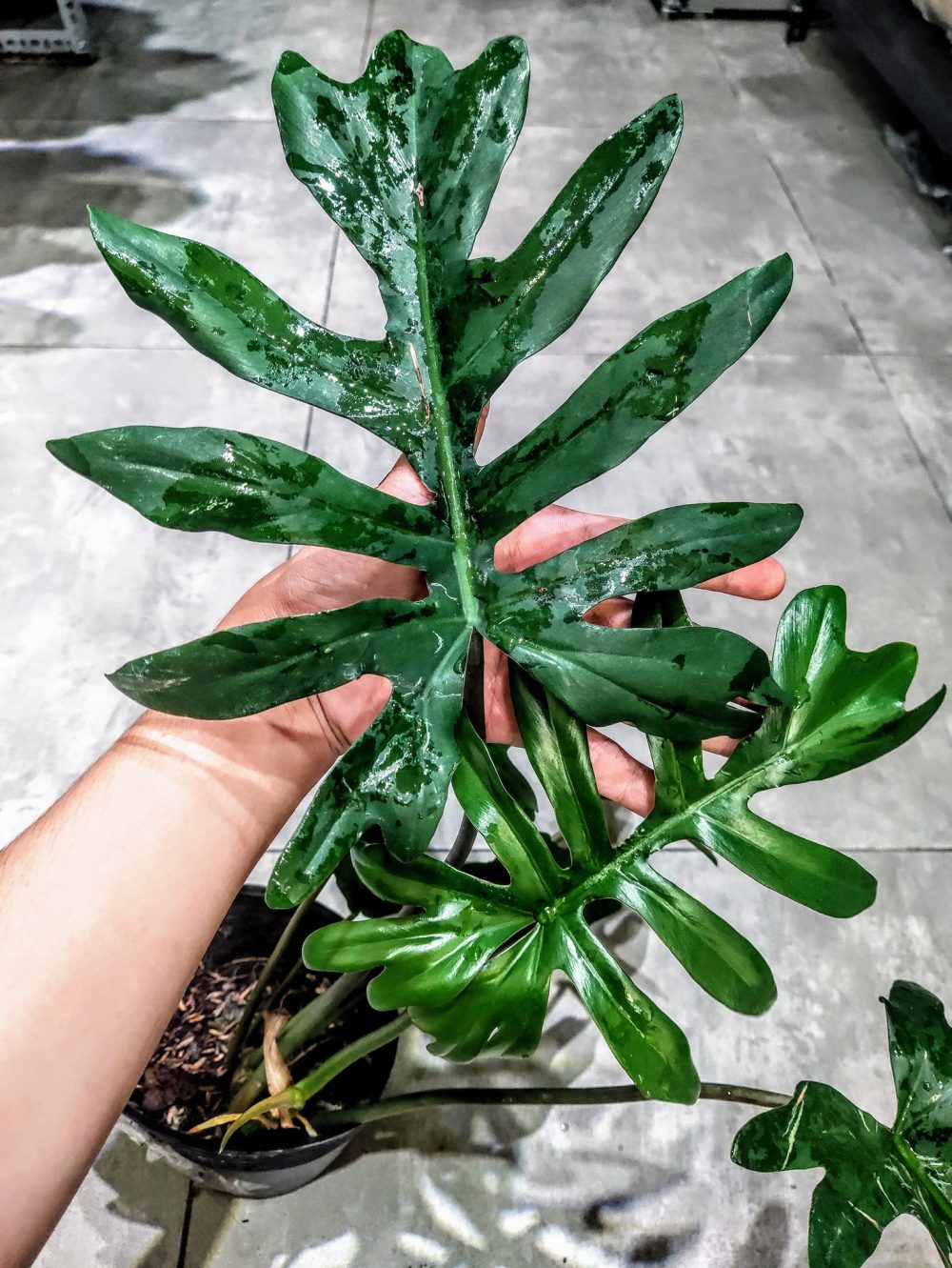 Philodendron mayoi