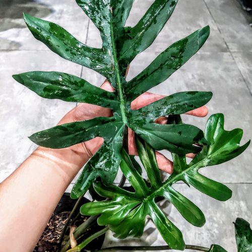 Philodendron mayoi