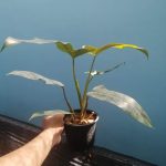 Philodendron mexicanum
