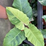 Philodendron snowdrift variegated