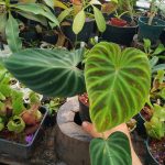Philodendron verrucosum