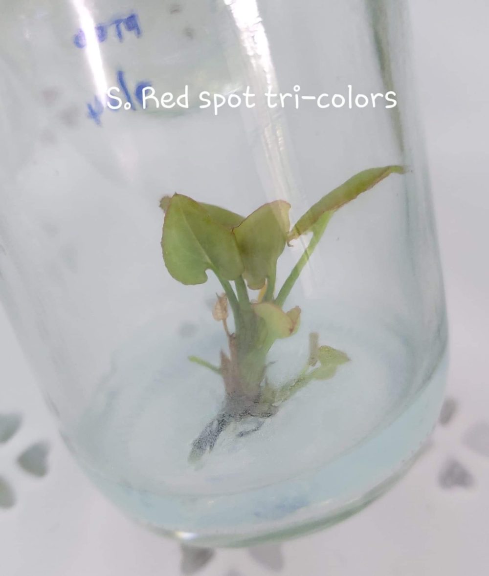 Syngonium Red Spot Tricolor Tissue Culture