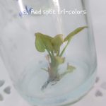 Syngonium Red Spot Tricolor Tissue Culture