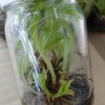 Musa Siam Ruby Tissue Culture