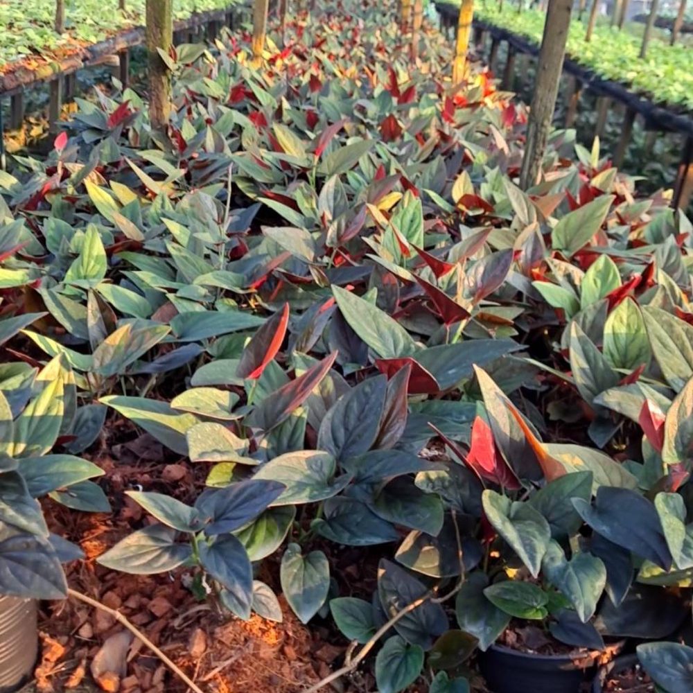 Syngonium Erythrophyllum plant