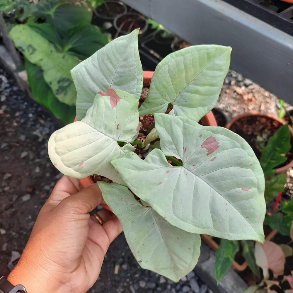 Syngonium Milk Confetti